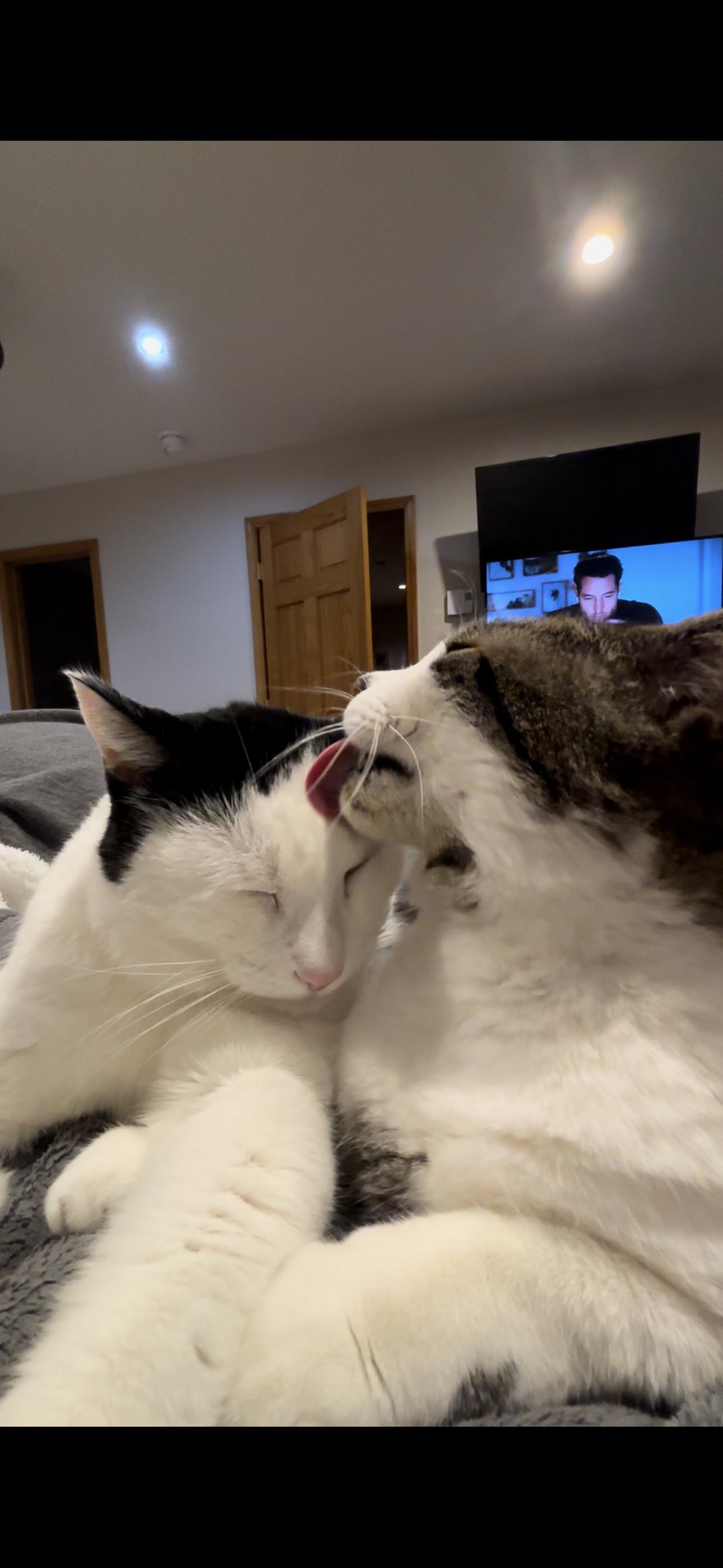 Enlarge Edward with the bad haircut and his best friend Lance, a Adoptable American Shorthair in Johnstown, NY image 1/6
