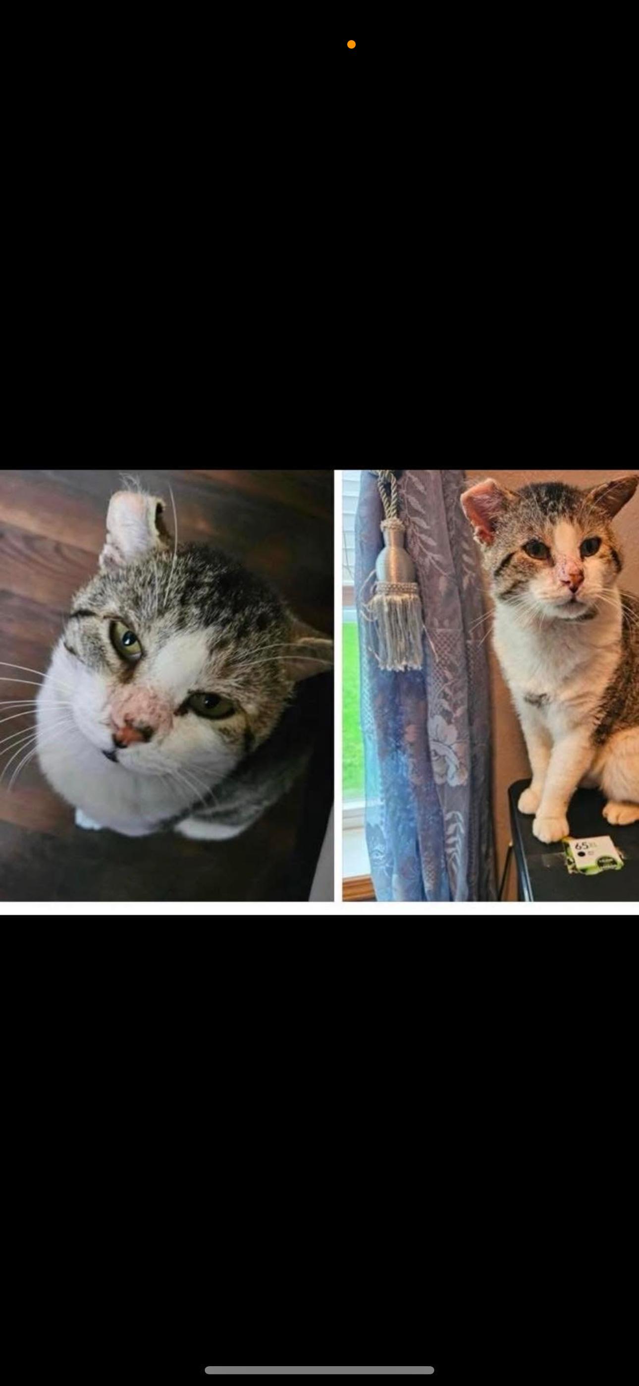 Enlarge Edward with the bad haircut and his best friend Lance, a Adoptable American Shorthair in Johnstown, NY image 5/6