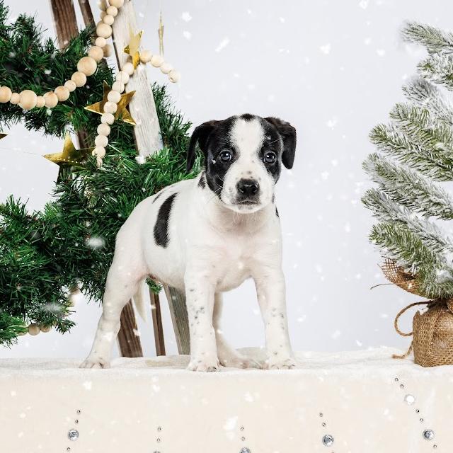 Rosemary, Adoptable, Puppy Female Mixed Breed.