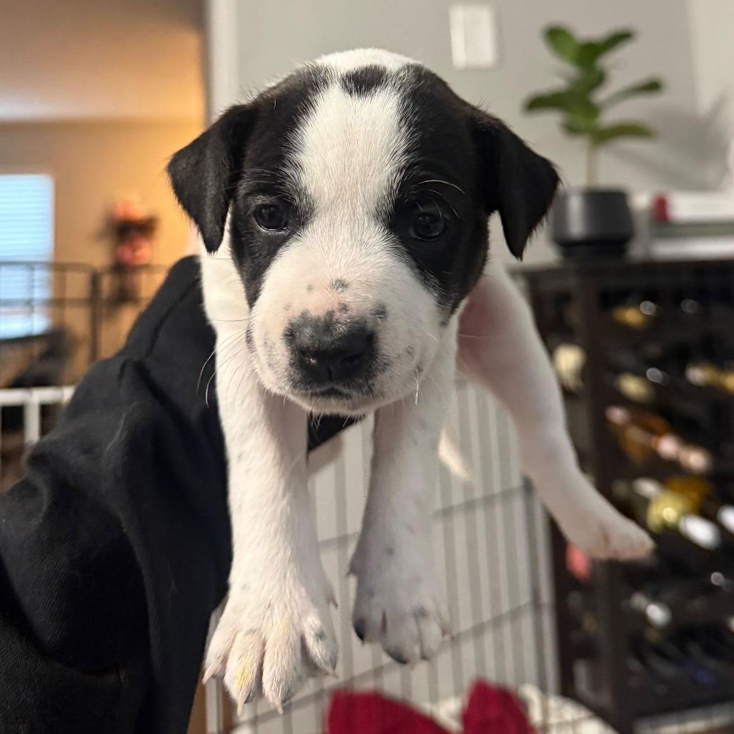 Enlarge Rosemary, a Adoptable Mixed Breed in Durham, NC image 2/3