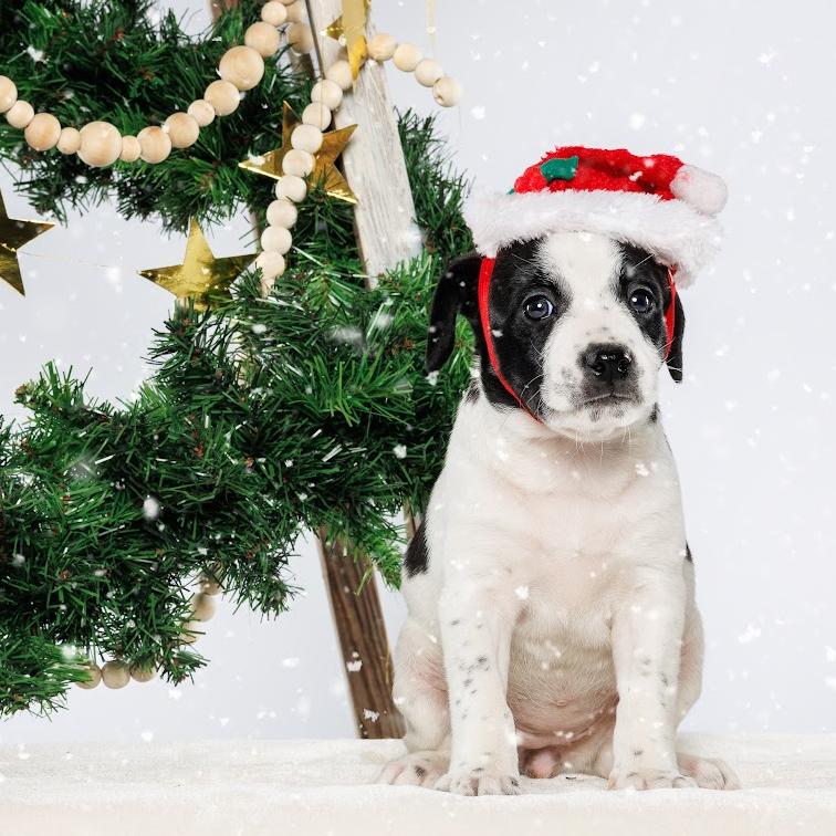 Enlarge Rosemary, a Adoptable Mixed Breed in Durham, NC image 3/3