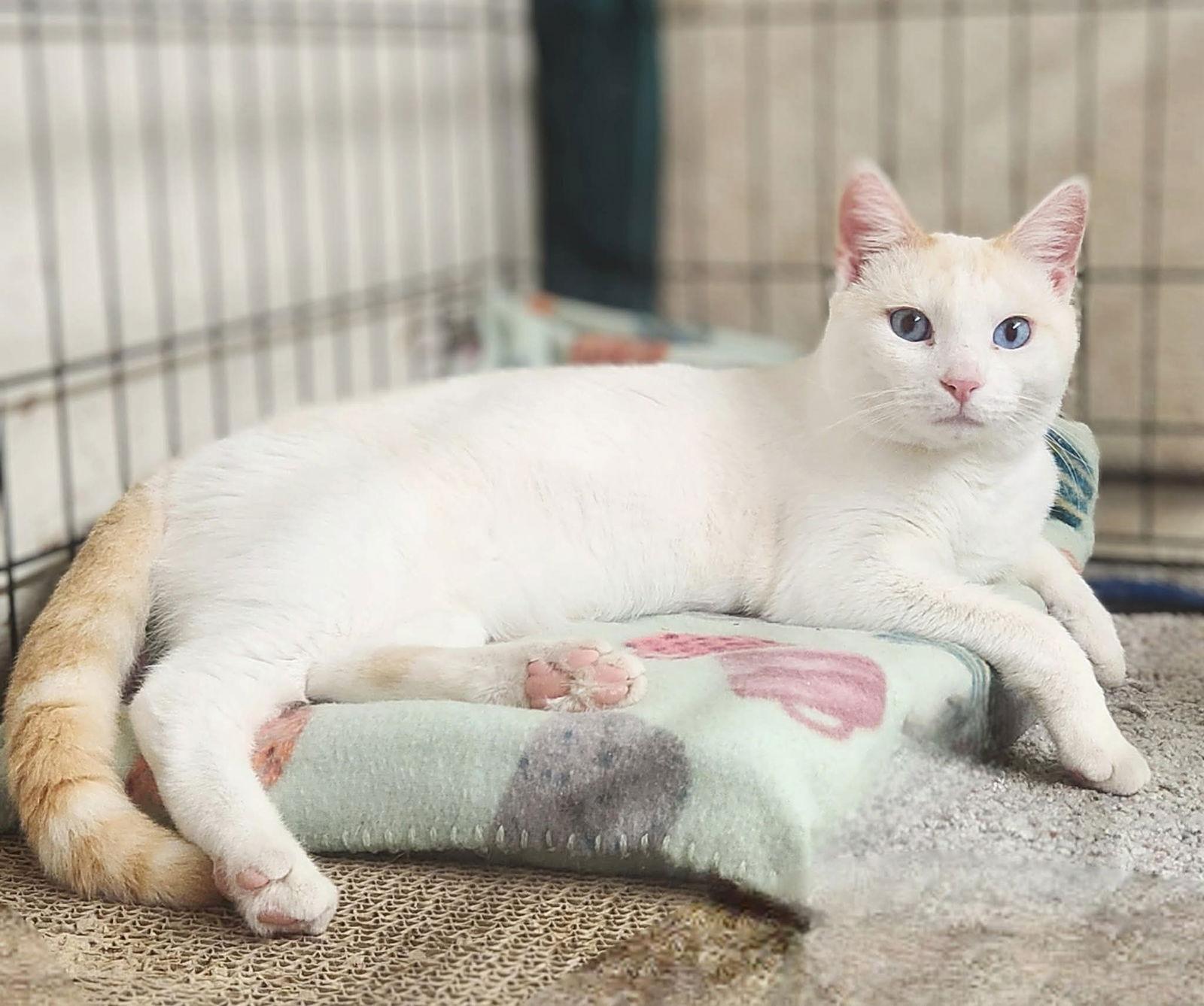 Neon Moon, Adoptable, Adult Male Siamese.