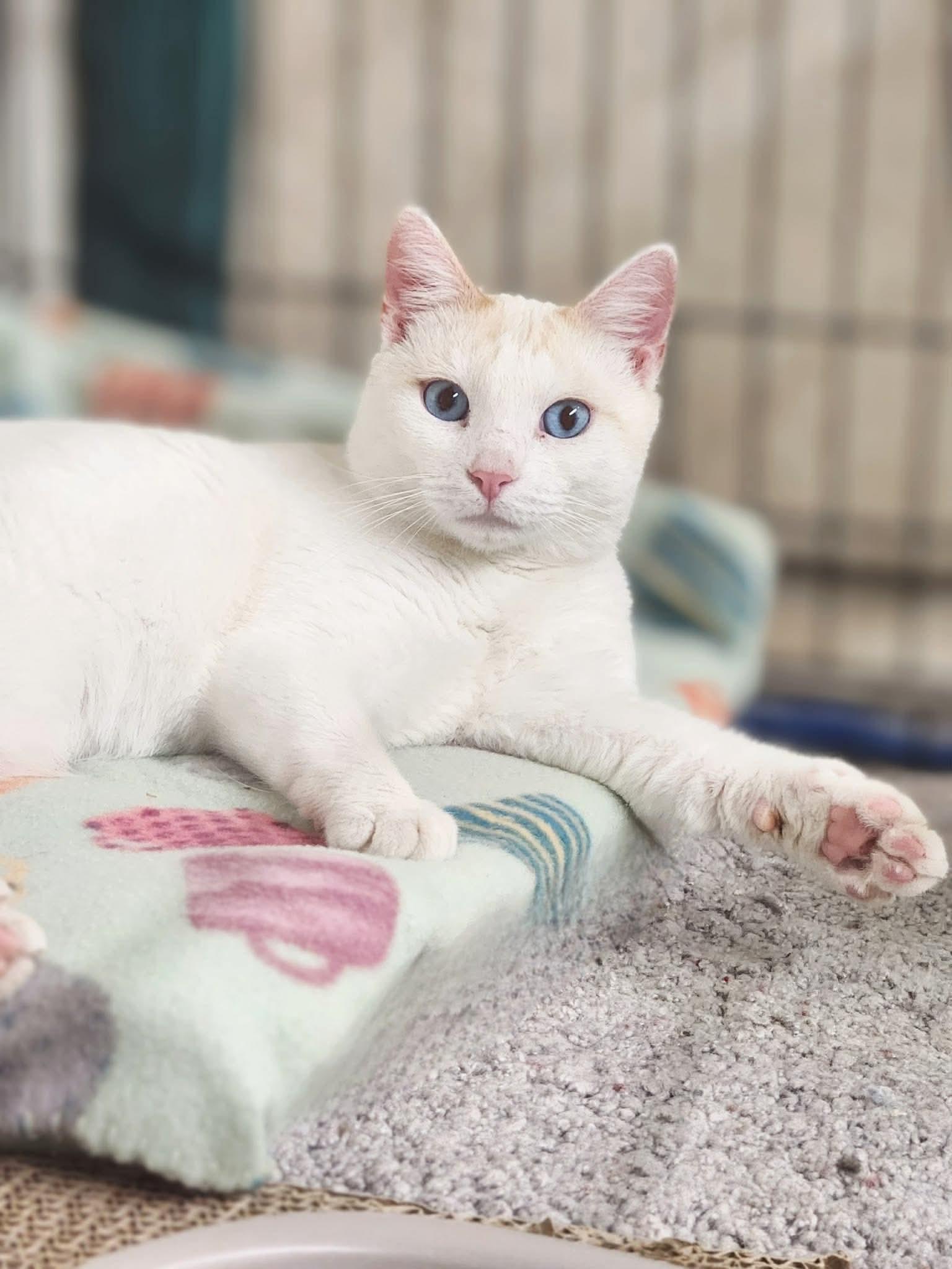 Neon Moon, a Adoptable Siamese in Social Circle, GA image 2/3