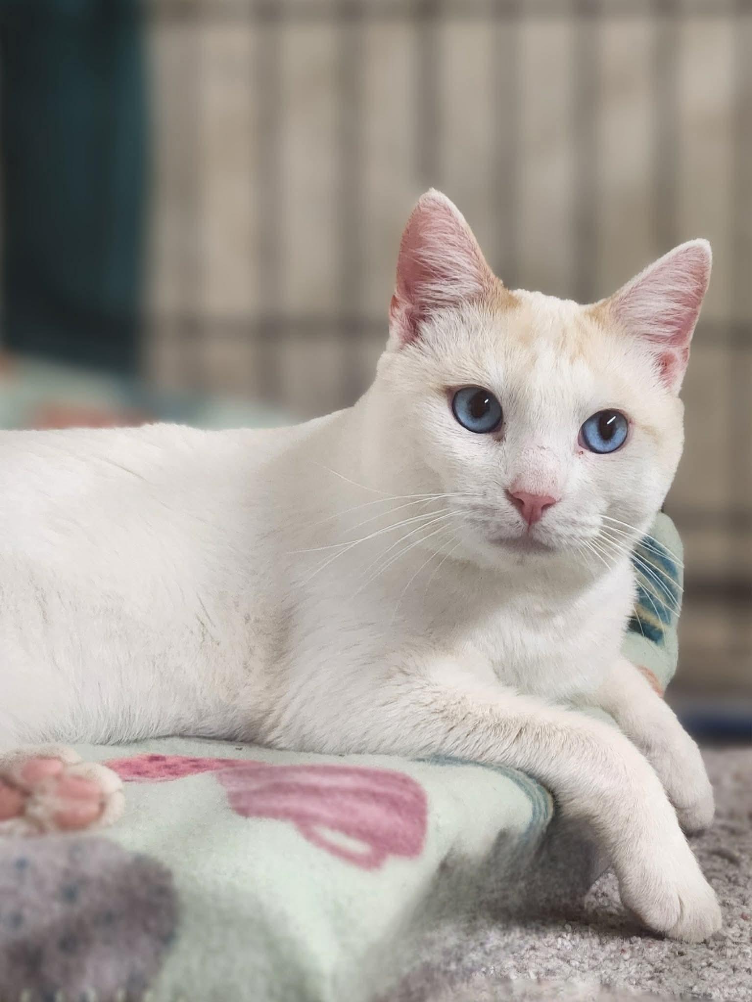 Neon Moon, a Adoptable Siamese in Social Circle, GA image 3/3