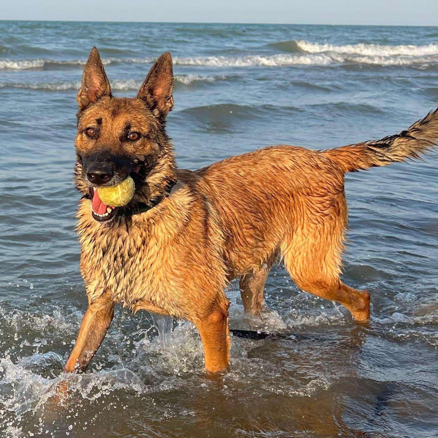 Bruno, a Adoptable mixed breed in Montreal , QC image 1/6