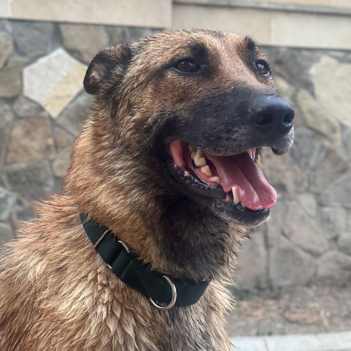 Bruno, a Adoptable mixed breed in Montreal , QC image 4/6