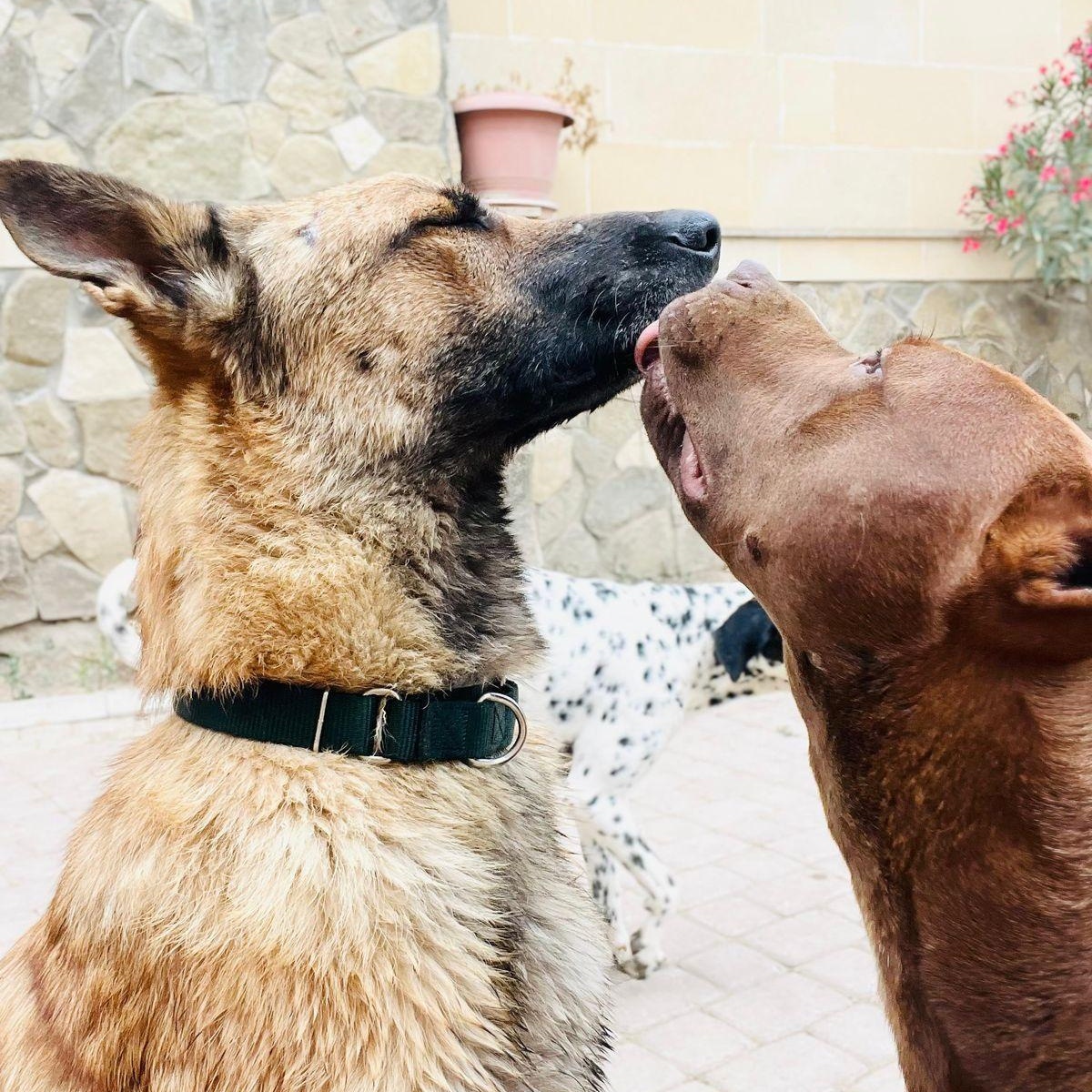 Bruno, a Adoptable mixed breed in Montreal , QC image 5/6