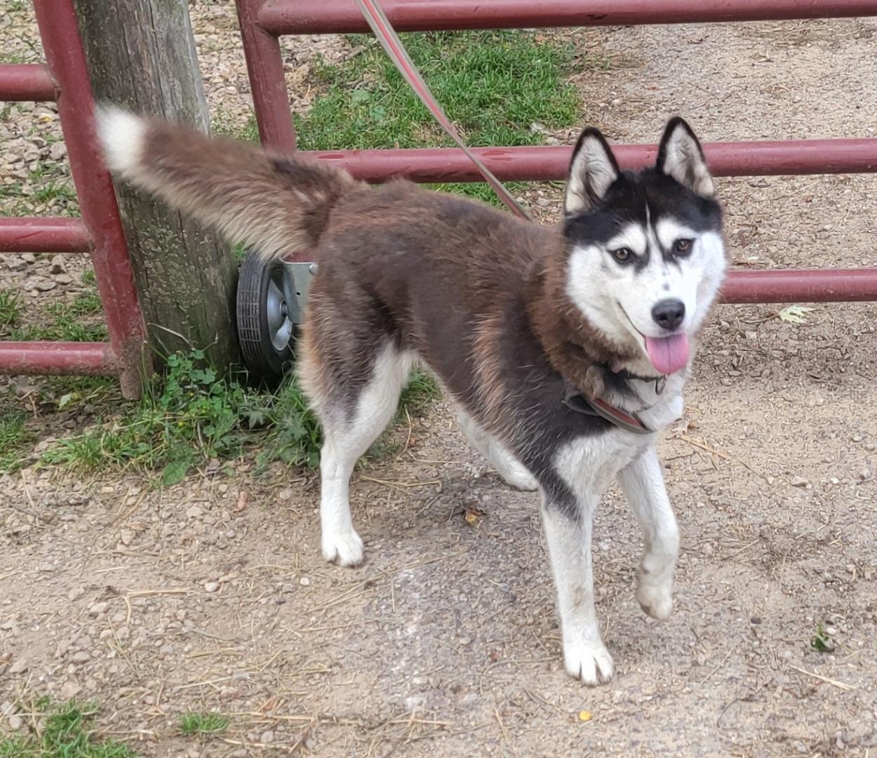 Stella, Adoptable, Young Female Husky.
