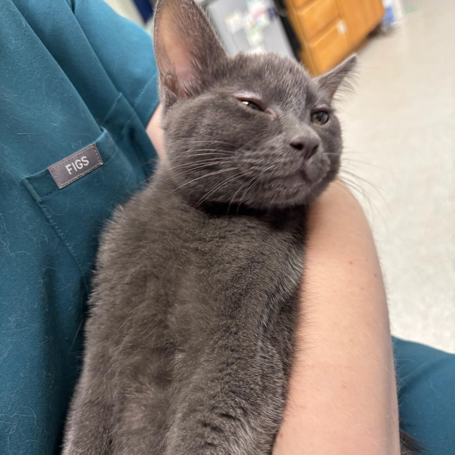 Gandalf, a Adoptable Domestic Short Hair in Kent, WA image 2/2