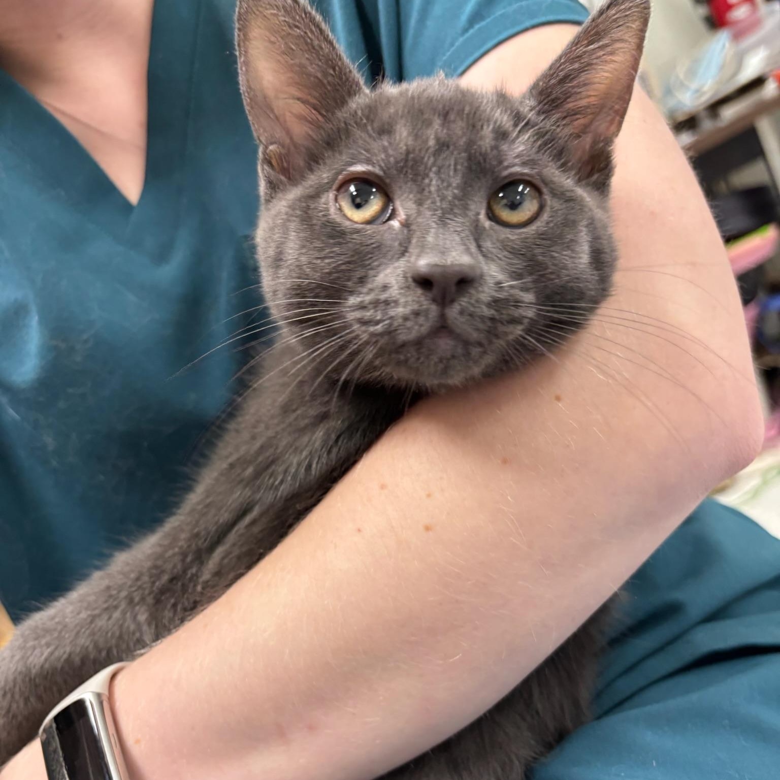 Gandalf, Adoptable, Kitten Male Domestic Short Hair.