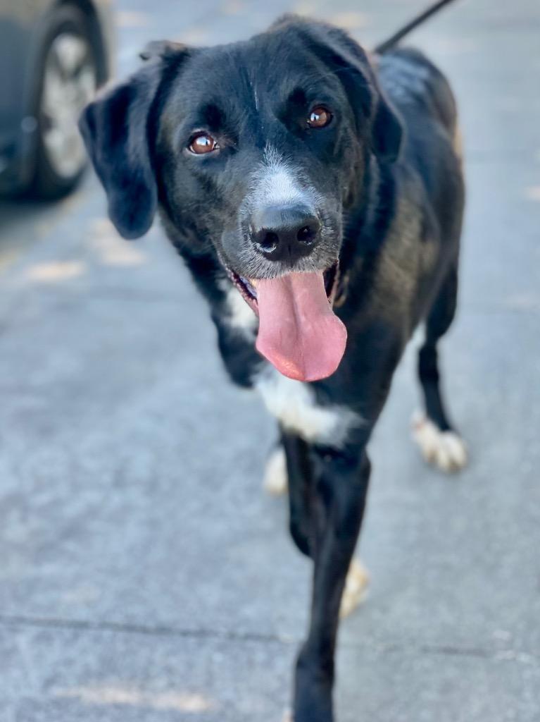 Enlarge Slade, a Adoptable mixed breed in Chico, CA image 1/4