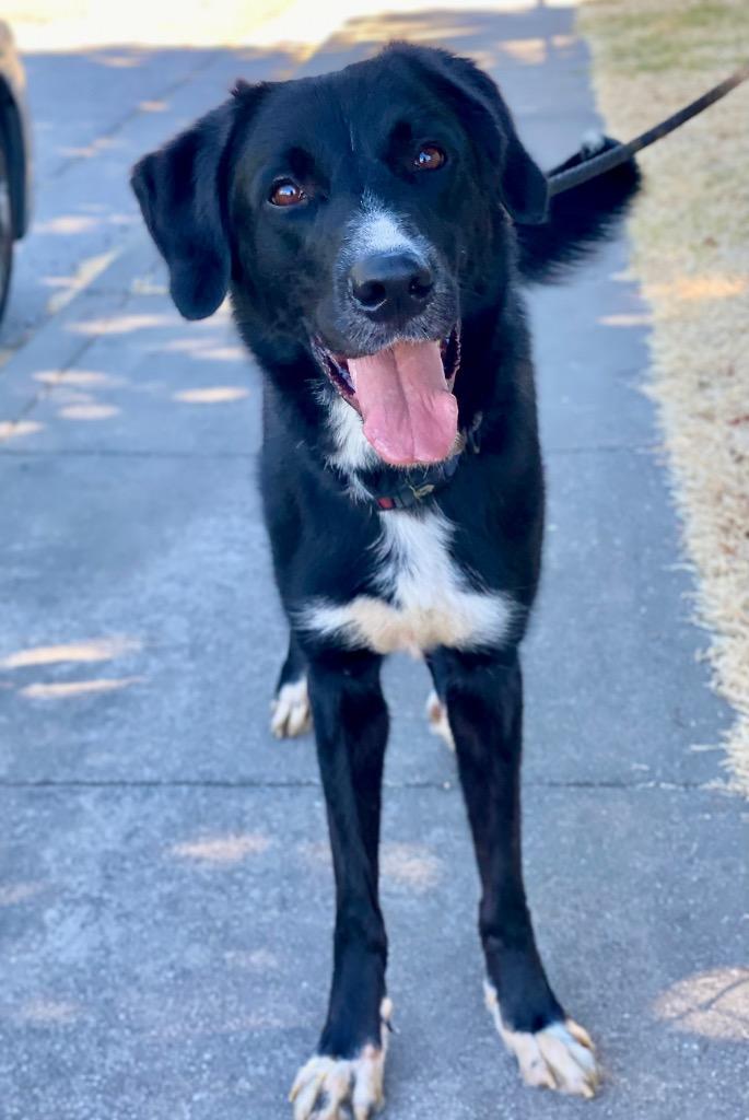 Enlarge Slade, a Adoptable mixed breed in Chico, CA image 2/4