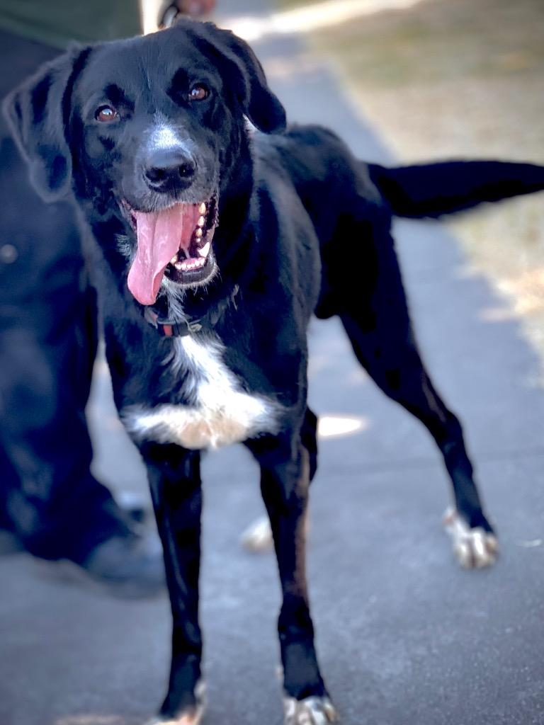 Enlarge Slade, a Adoptable mixed breed in Chico, CA image 1/4