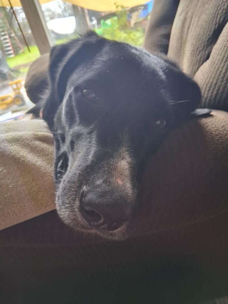 Enlarge Slade, a Adoptable mixed breed in Chico, CA image 3/4