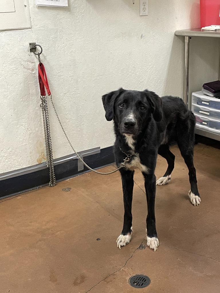 Enlarge Slade, a Adoptable mixed breed in Chico, CA image 4/4