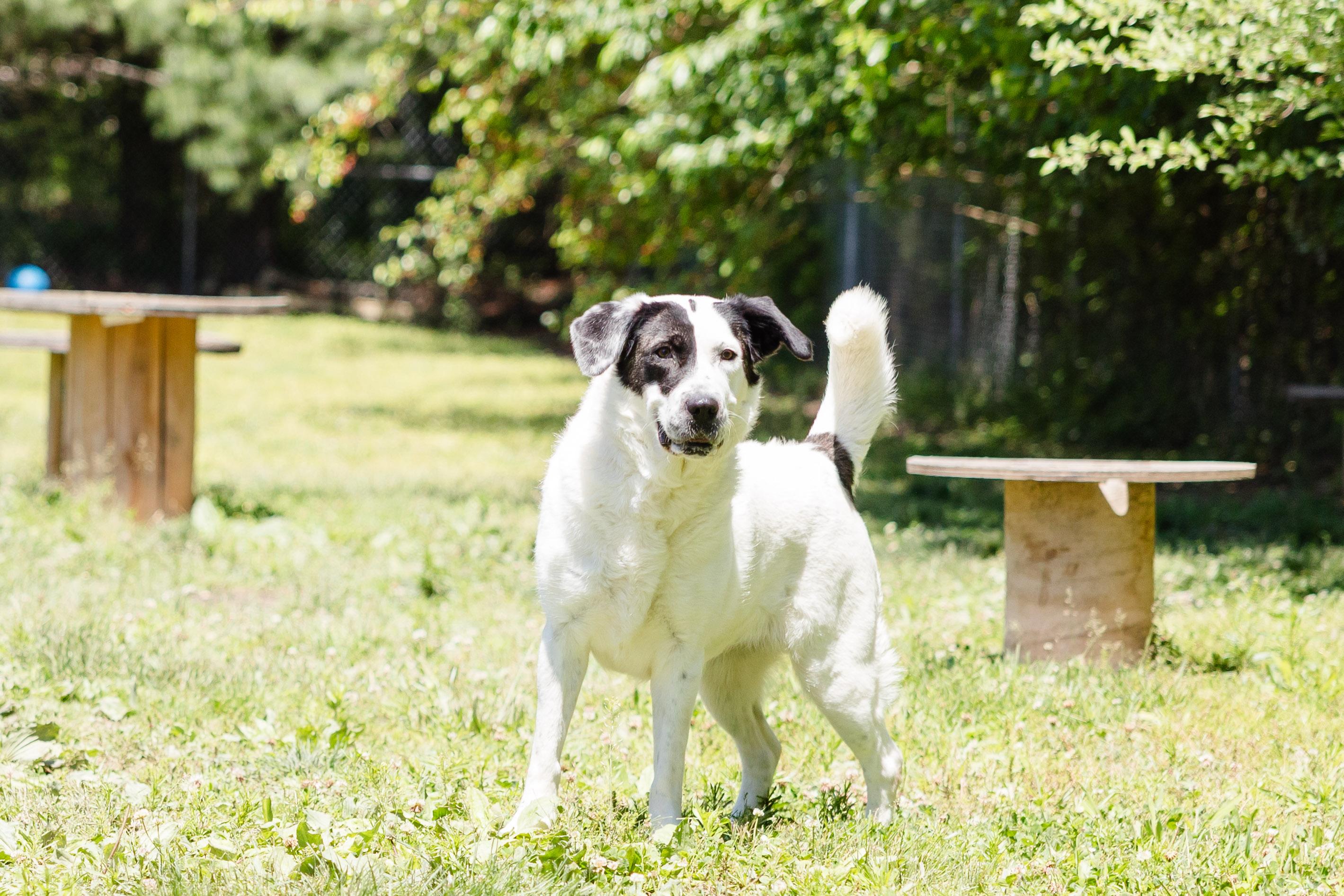 Nova, a ADOPTABLE mixed breed in Newburgh, IN image 2/3