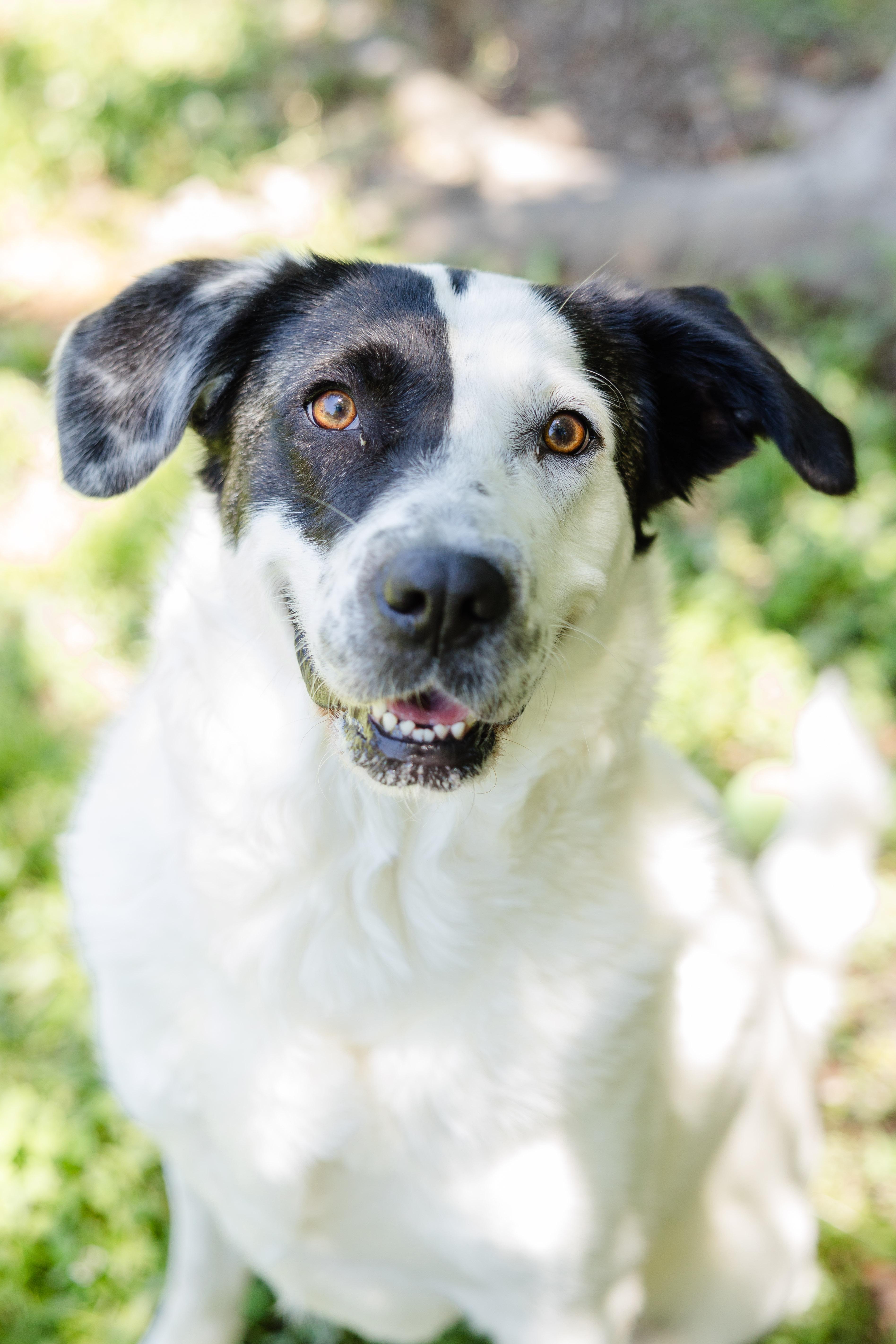 Nova, ADOPTABLE, Adult Female Border Collie.