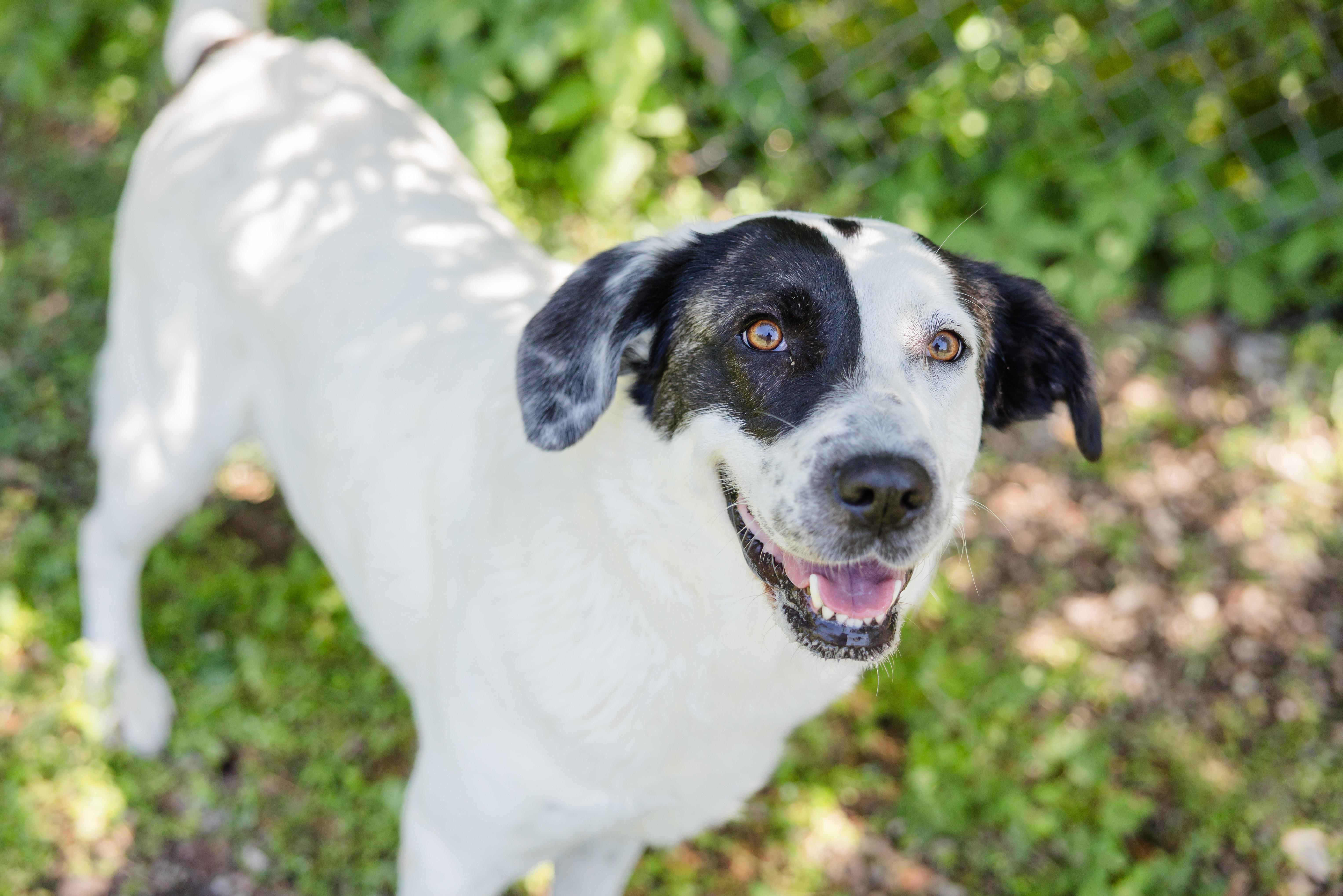 Nova, a ADOPTABLE mixed breed in Newburgh, IN image 3/3