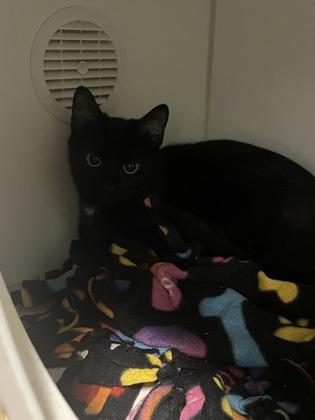 Nova, Adoptable, Young Female Domestic Short Hair & Domestic Short Hair.
