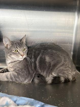 Nova, Adoptable, Young Female Domestic Short Hair & Domestic Short Hair.