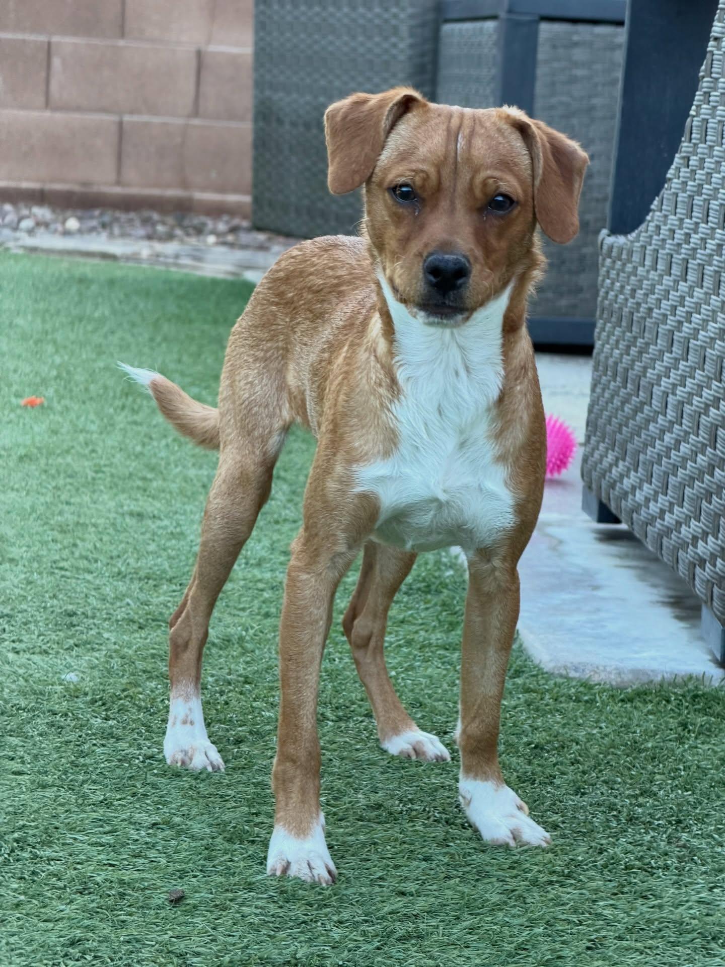 Sirius, Adoptable, Puppy Male Border Terrier.