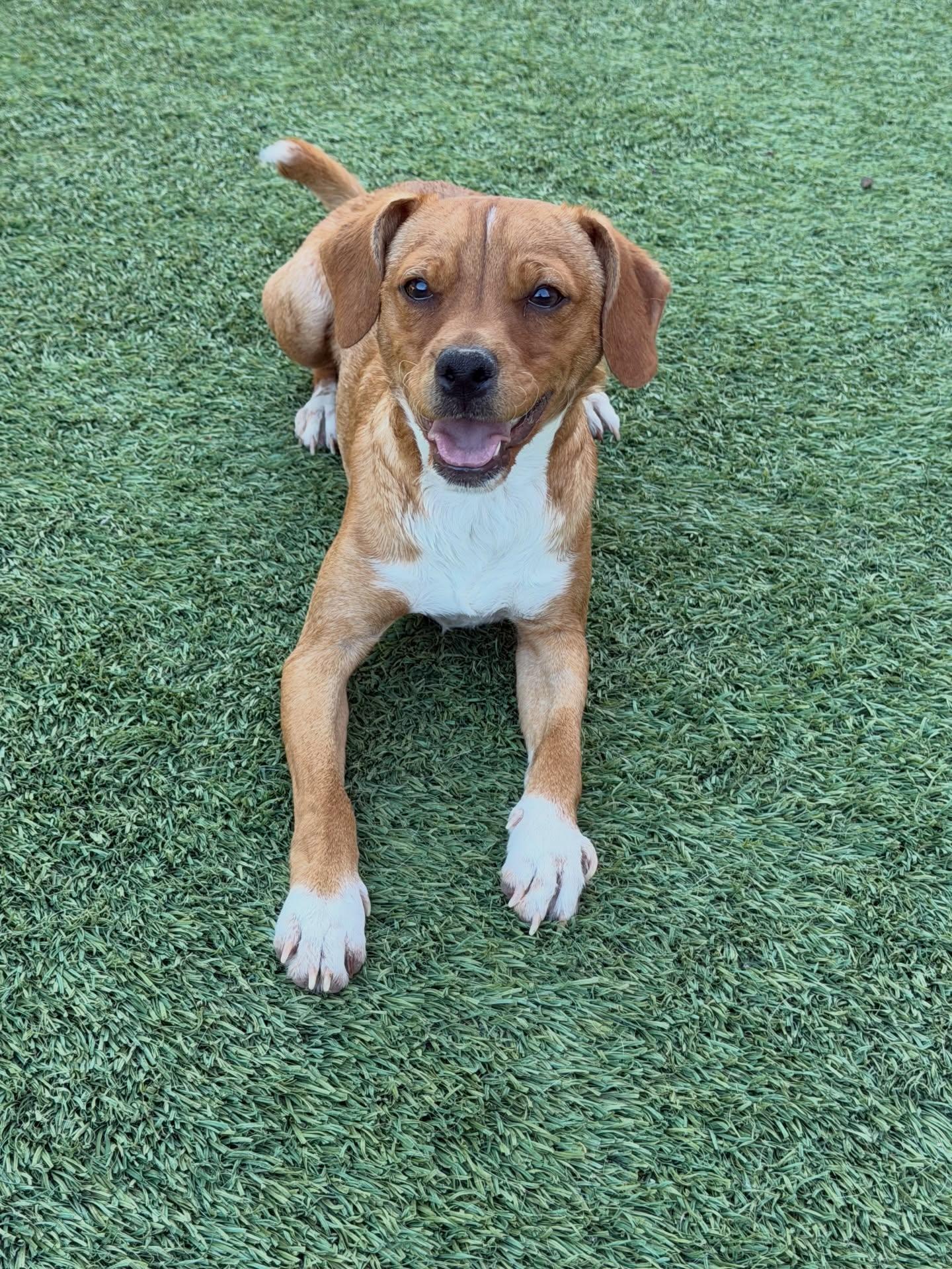 Enlarge Sirius, a Adoptable mixed breed in Las Vegas, NV image 2/5