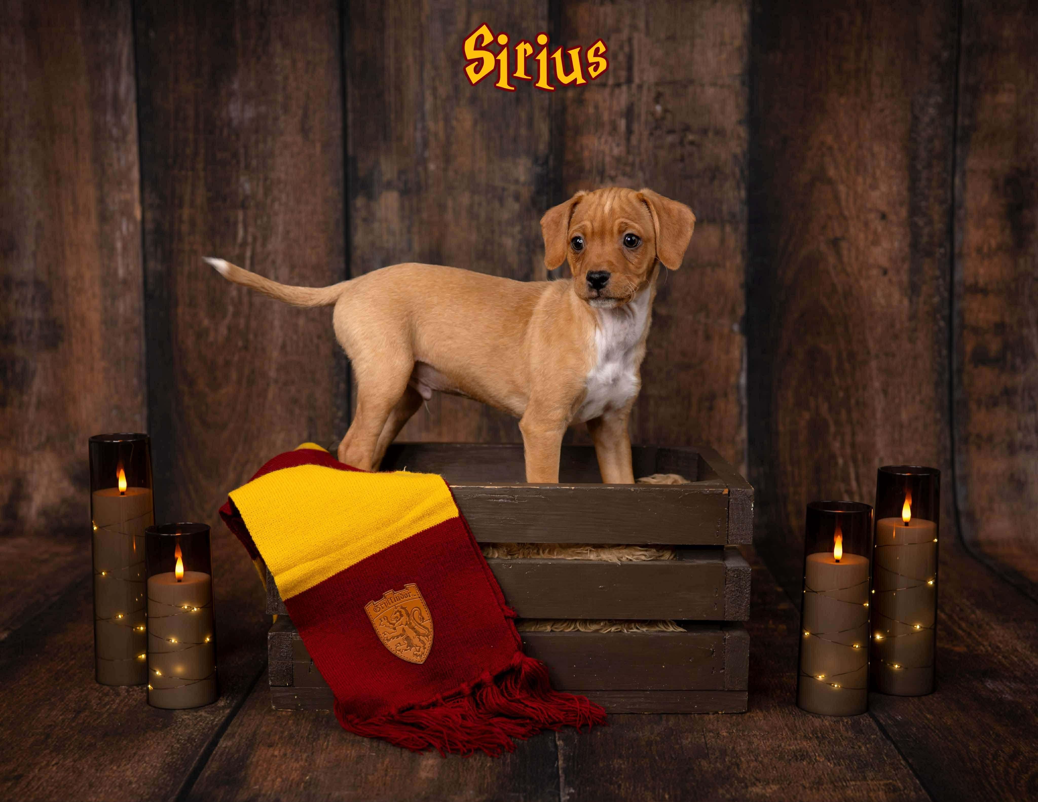 Enlarge Sirius, a Adoptable mixed breed in Las Vegas, NV image 1/1