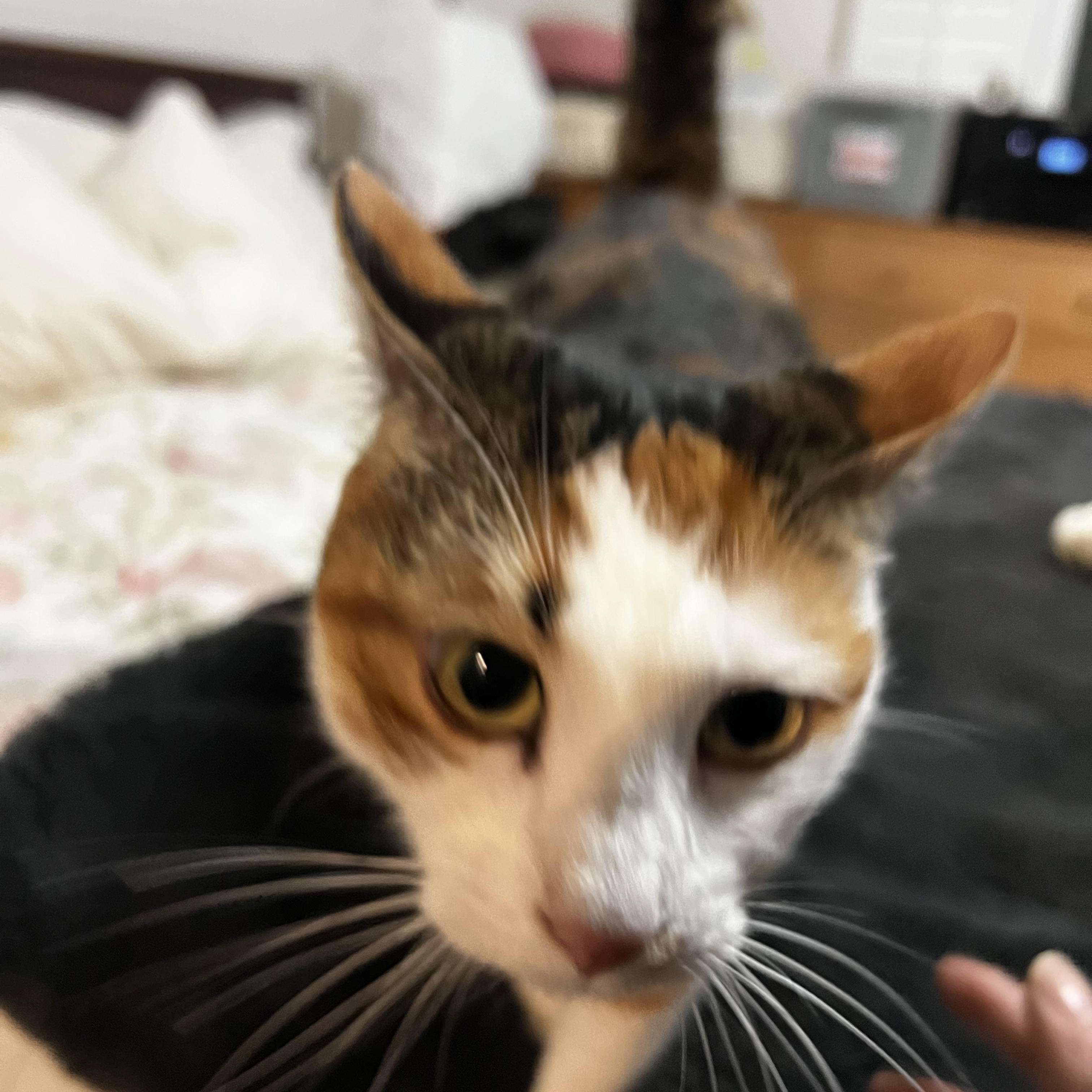 Enlarge Lexi, a Adoptable Domestic Short Hair in South San Francisco, CA image 3/5