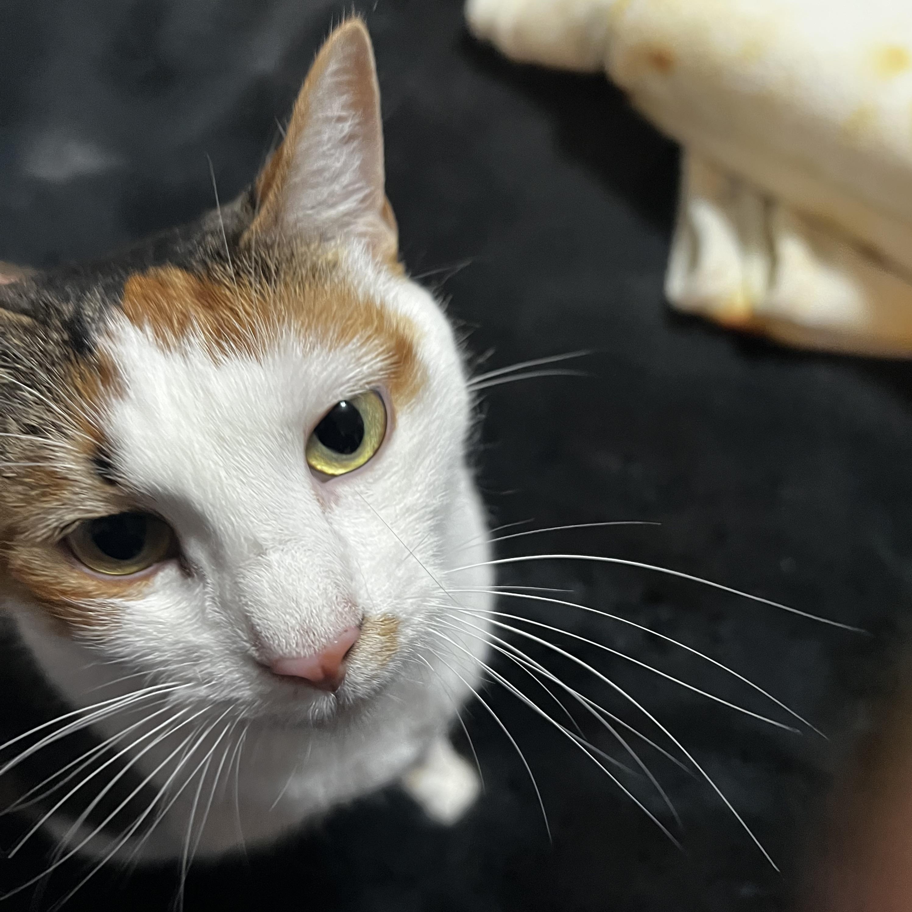 Enlarge Lexi, a Adoptable Domestic Short Hair in South San Francisco, CA image 4/5