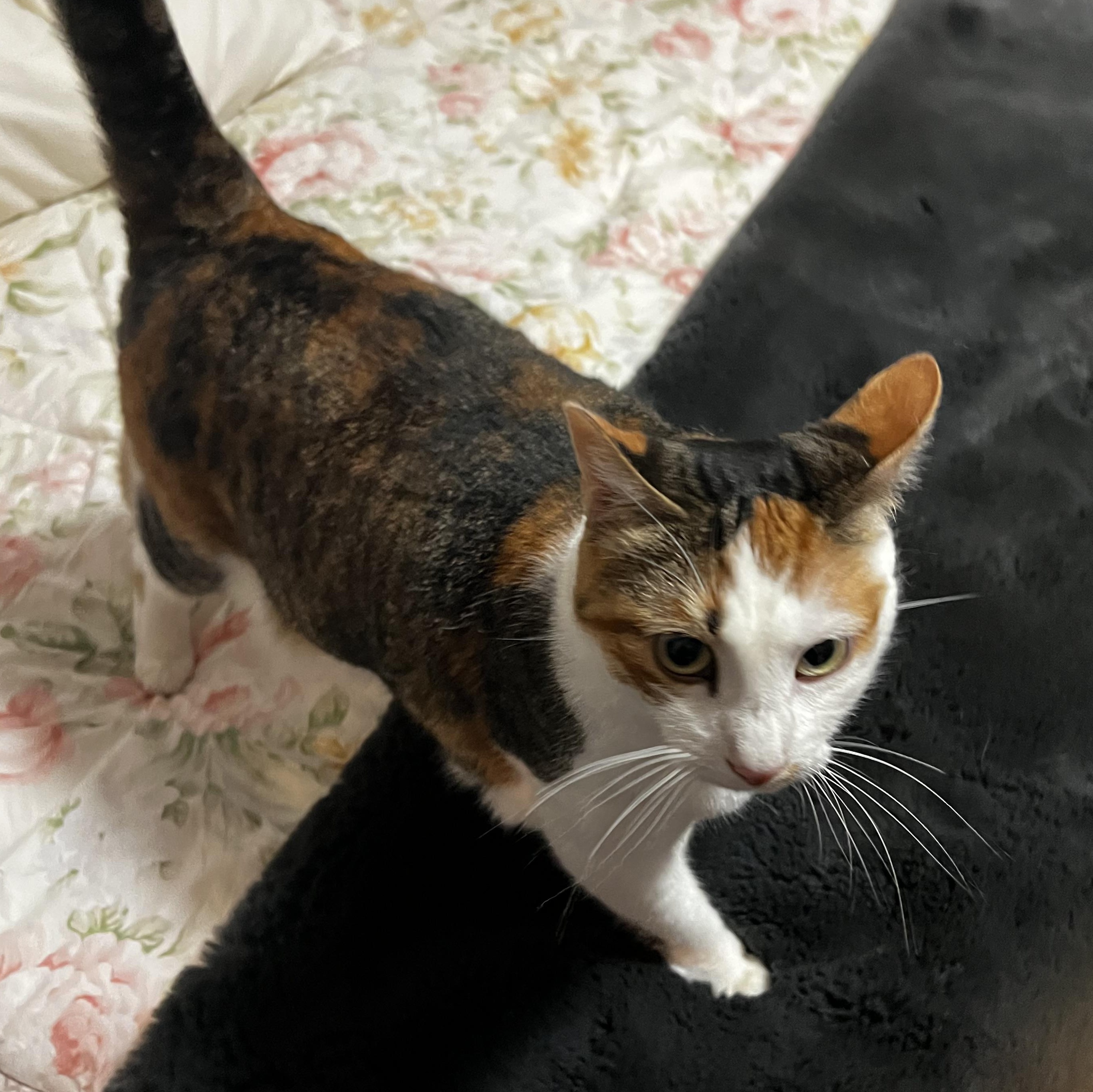 Enlarge Lexi, a Adoptable Domestic Short Hair in South San Francisco, CA image 2/5
