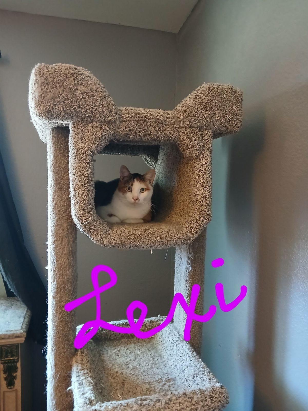 Enlarge Lexi, a Adoptable Domestic Short Hair in South San Francisco, CA image 5/5