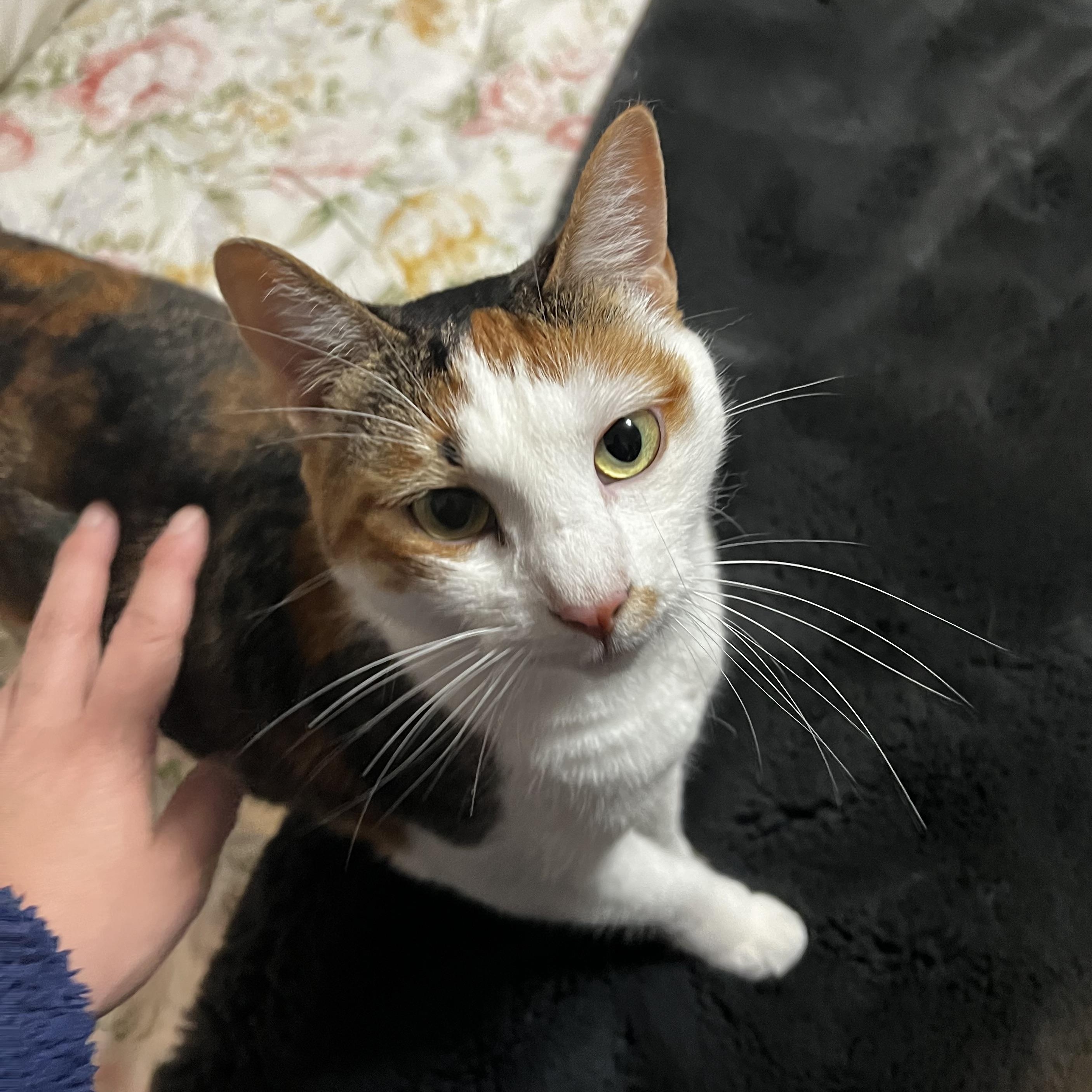 Enlarge Lexi, a Adoptable Domestic Short Hair in South San Francisco, CA image 1/5
