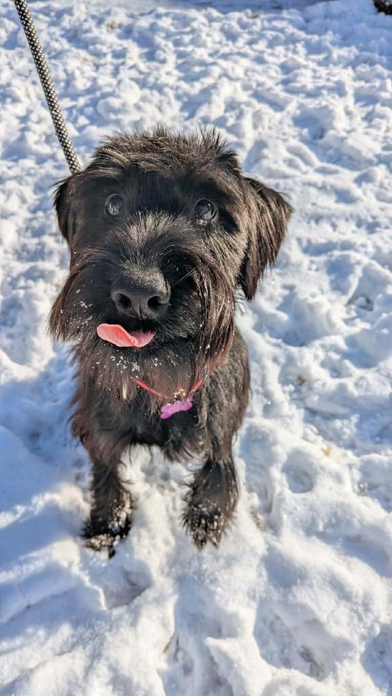 Mele Kalikimaka thumbnail 2