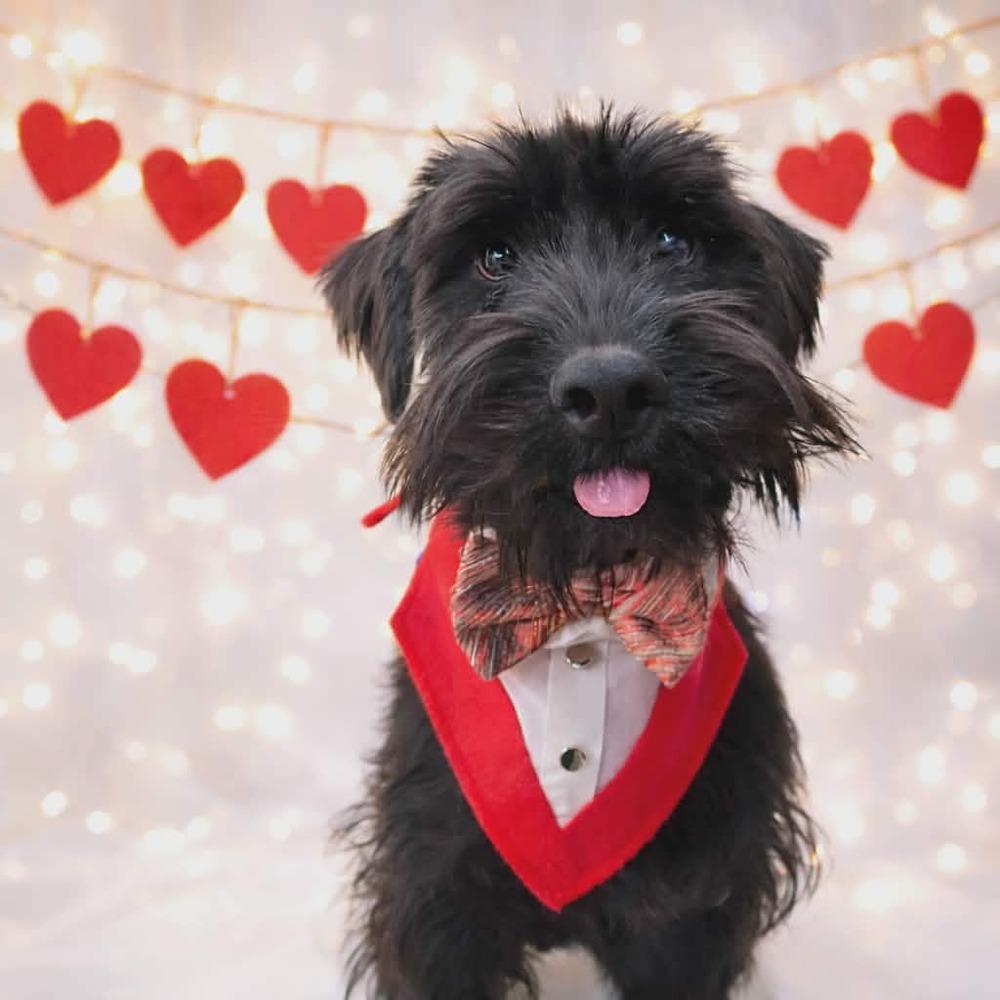 Enlarge Mele Kalikimaka, a Adoptable Schnauzer in Wayne, NJ image 1/1