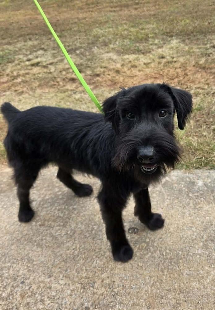 Mele Kalikimaka, Adoptable, Young Male Schnauzer.