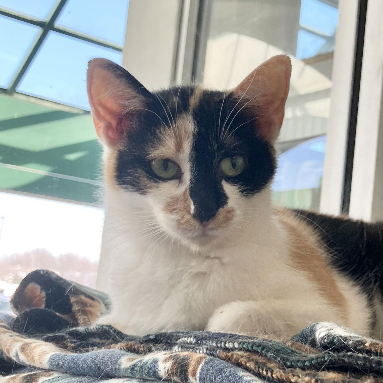 Doodle — thumbnail 3