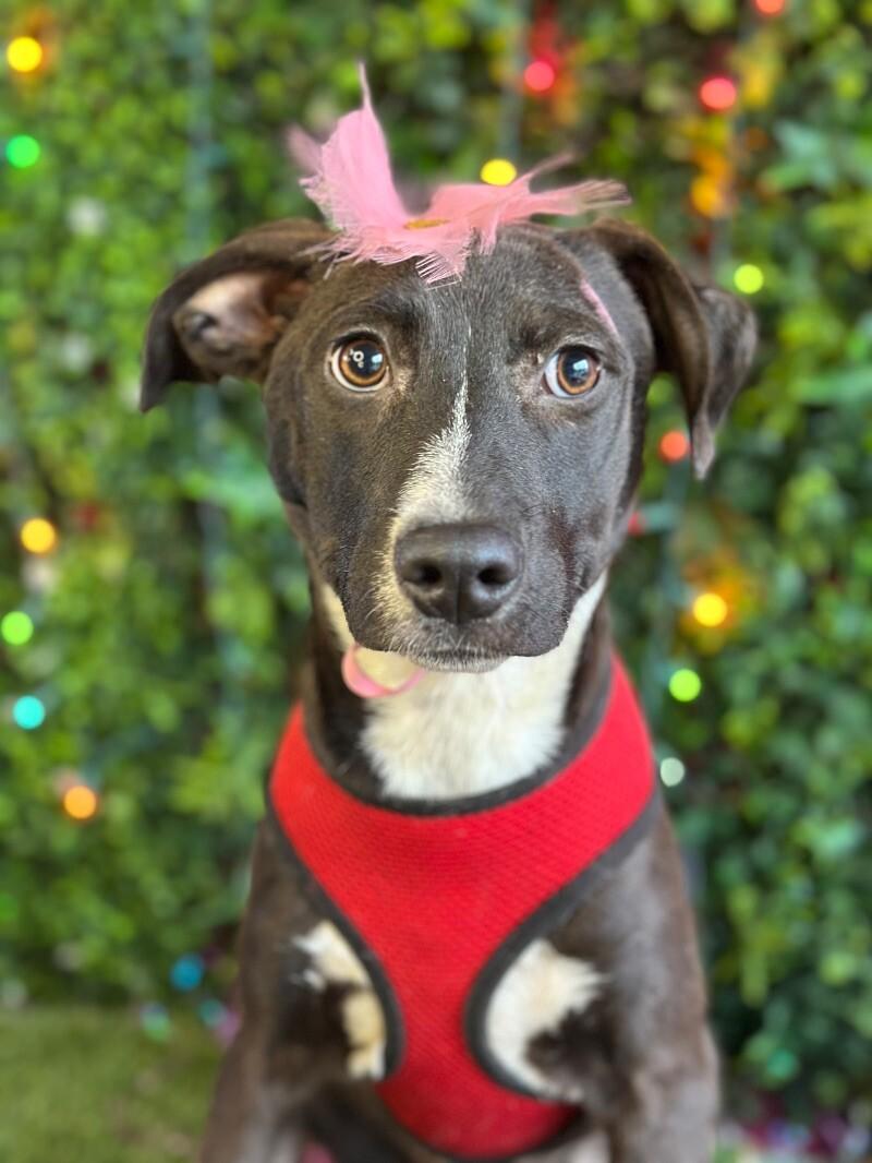 Gladys, an adoptable Black Labrador Retriever & Terrier Mix in Reno, NV_image-1