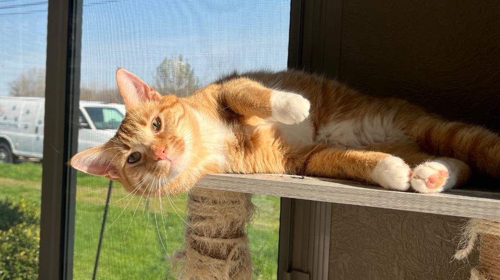 Enlarge Cheese, a Adoptable mixed breed in Shorewood, IL image 5/6