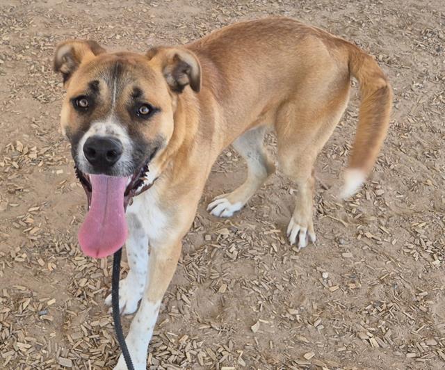 Enlarge PUNCH, a Adoptable mixed breed in Albuquerque, NM image 1/1