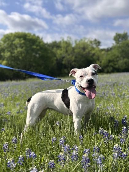 Cookie, Adoptable, Young Female Pit Bull Terrier & Mixed Breed.