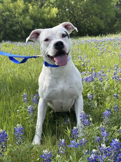 Cookie, a Adoptable mixed breed in Irving, TX image 2/3