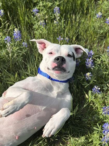 Cookie, a Adoptable mixed breed in Irving, TX image 3/3