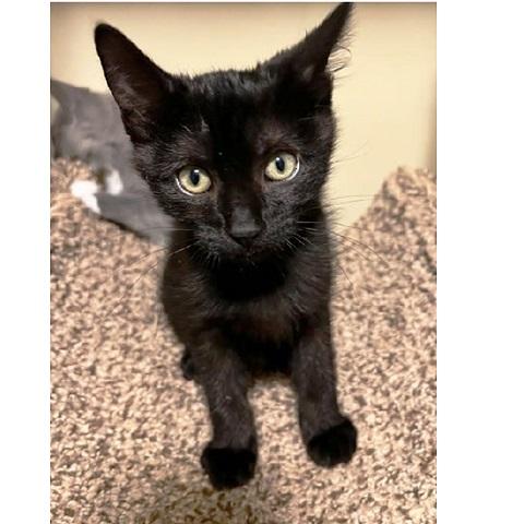 Enlarge Messi, a ADOPTABLE Domestic Short Hair in Salt Lake City, UT image 2/2