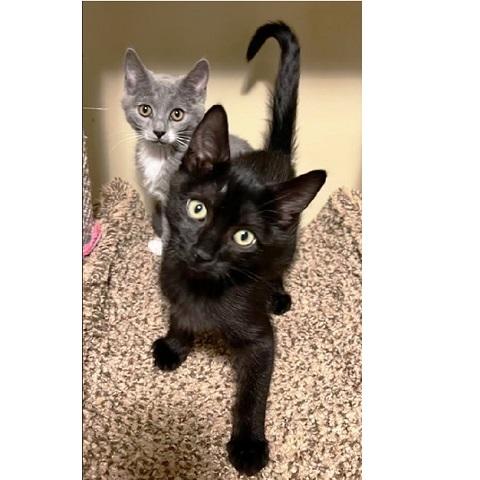 Messi, ADOPTABLE, Kitten Male Domestic Short Hair.