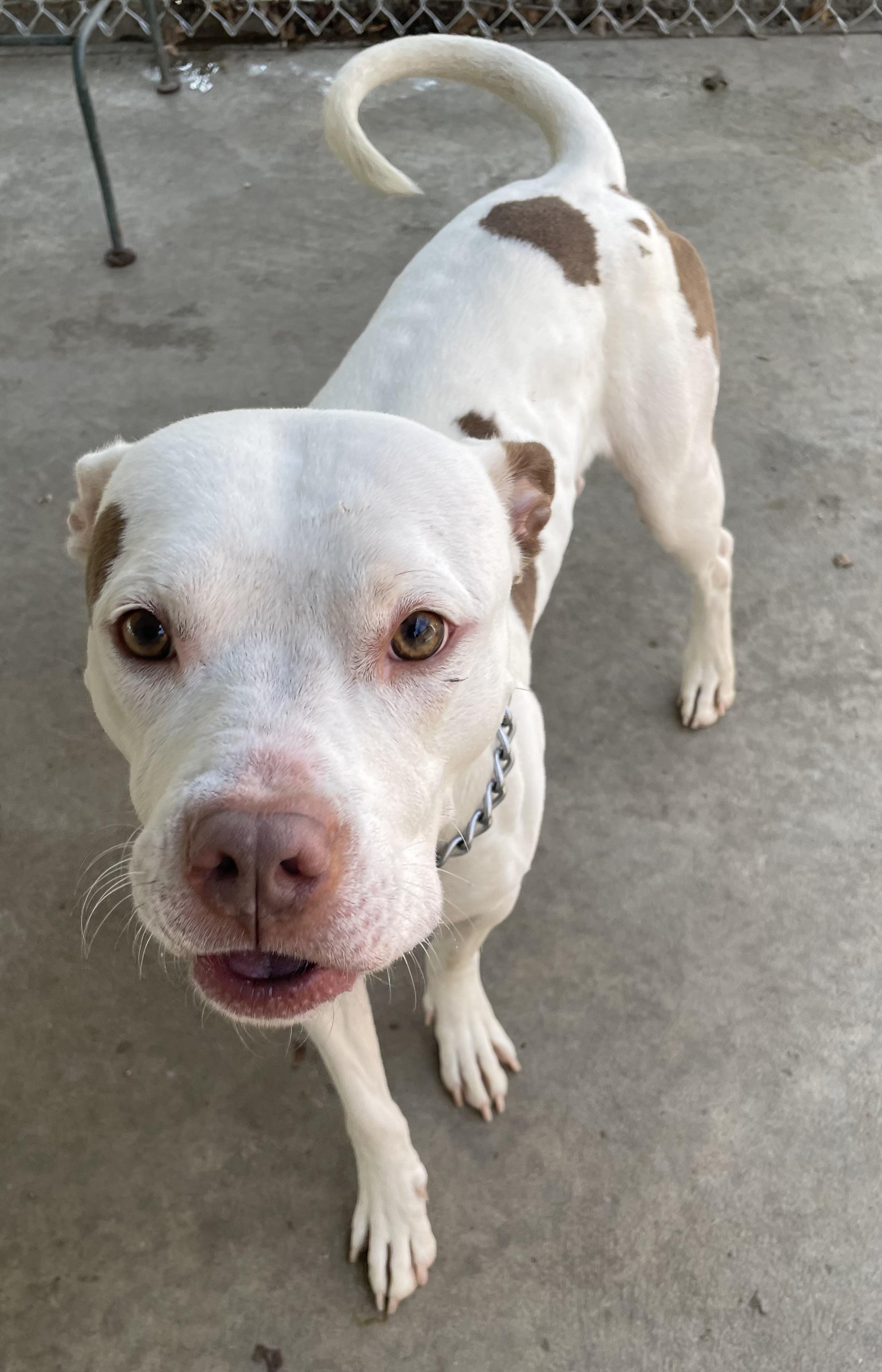 Hunter AVAILABLE , a ADOPTABLE American Bulldog in Canton, OH image 3/5