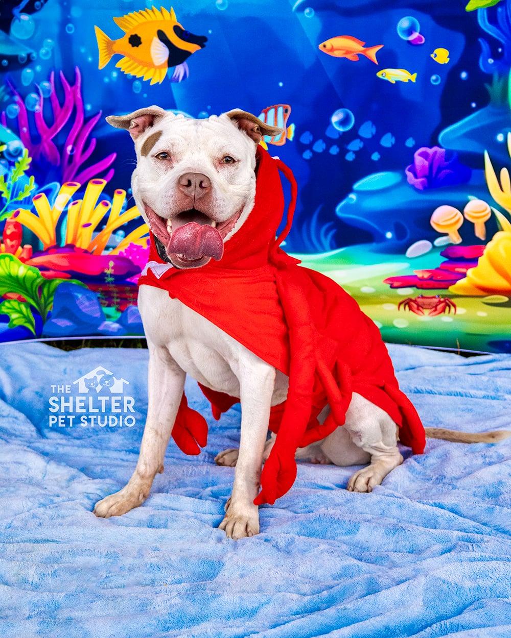 Hunter AVAILABLE , ADOPTABLE, Adult Male American Bulldog.