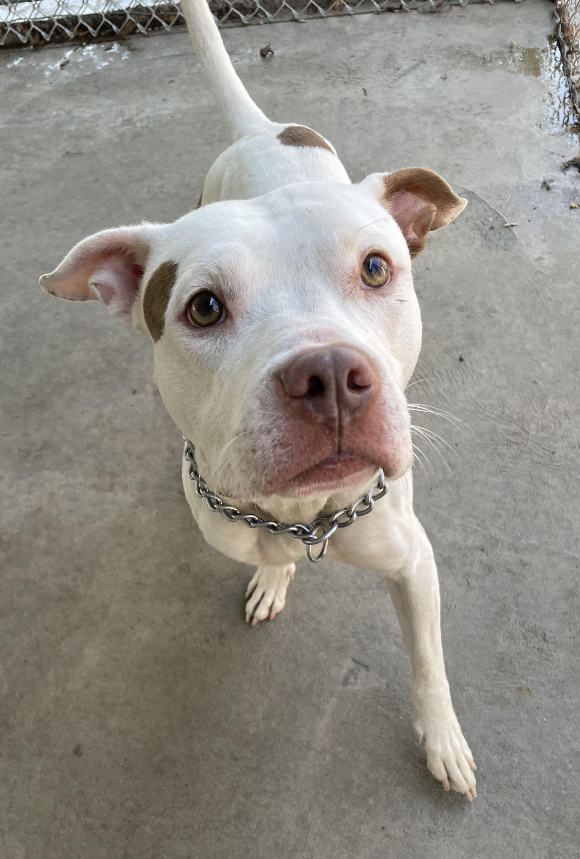 Hunter AVAILABLE , a ADOPTABLE American Bulldog in Canton, OH image 2/5
