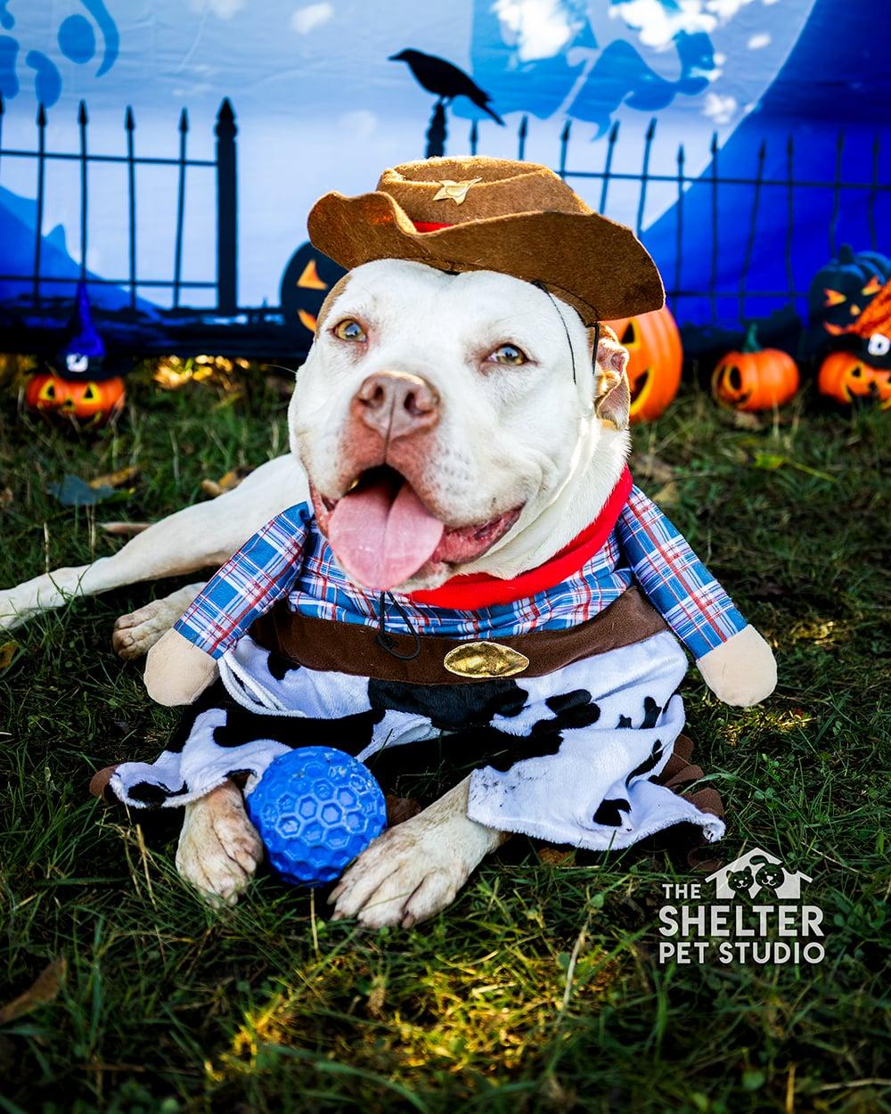 Hunter AVAILABLE , Adoptable, Adult Male American Bulldog.
