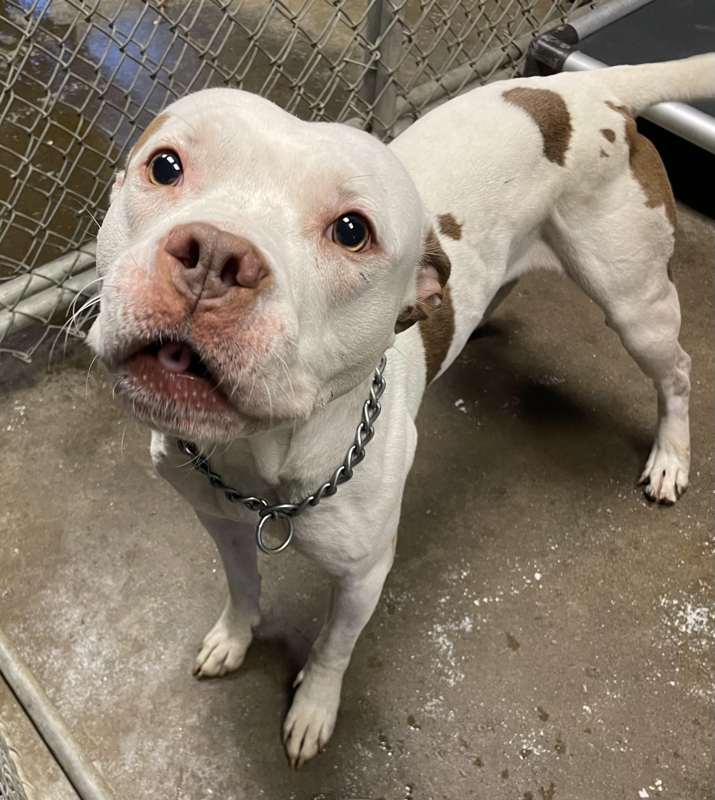 Hunter AVAILABLE , a ADOPTABLE American Bulldog in Canton, OH image 5/5