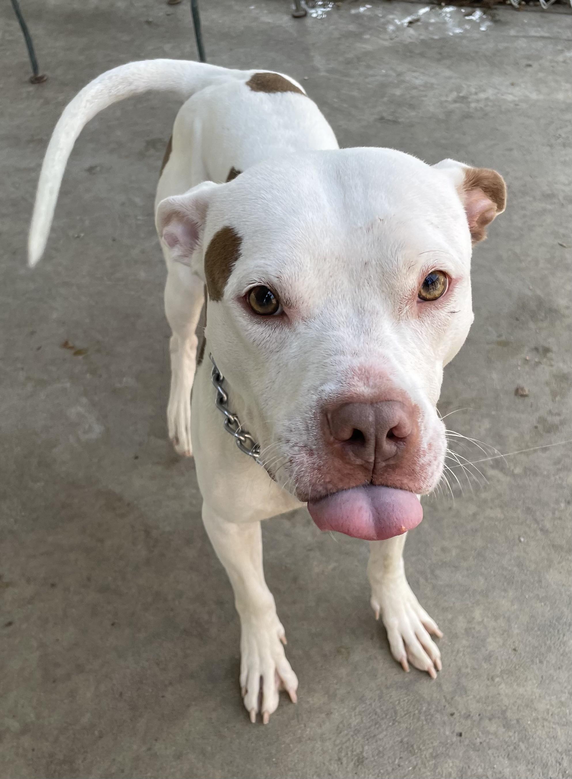 Hunter AVAILABLE , a ADOPTABLE American Bulldog in Canton, OH image 4/5
